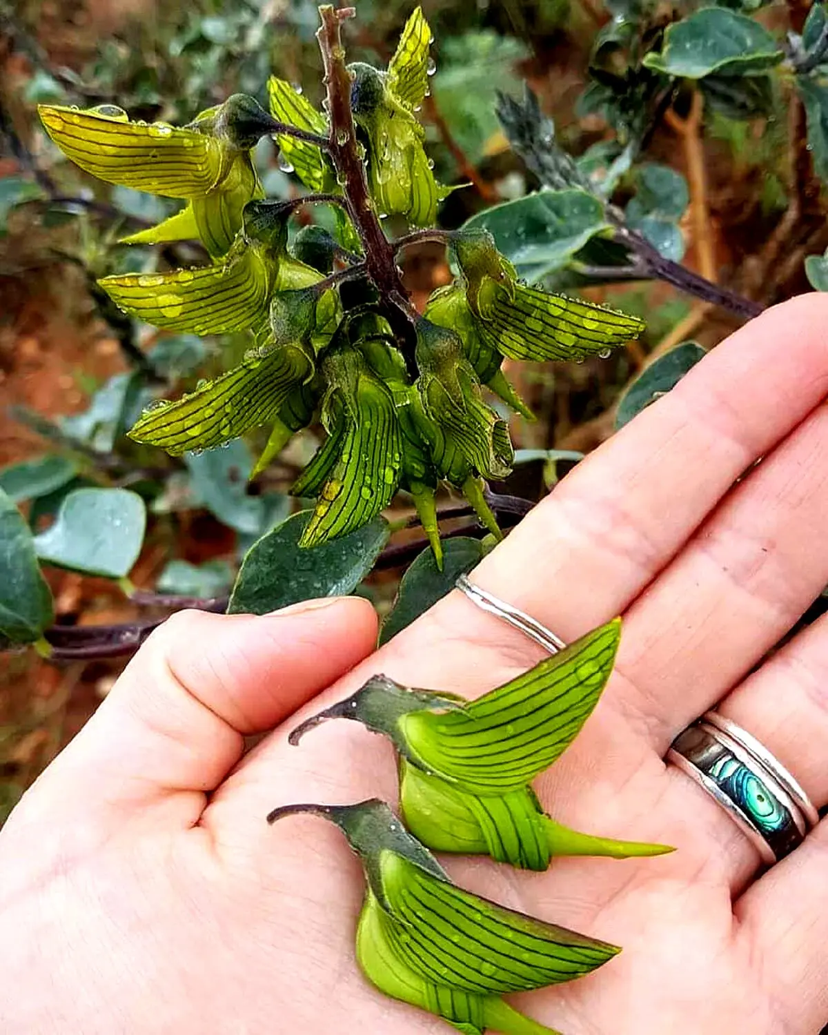گیاهی به شکل مرغ مگس خوار