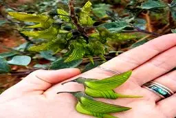 گیاهی به شکل مرغ مگس خوار