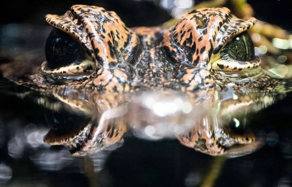 نمایی نزدیک از چشمان تمساح / عکس