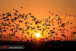 تصاویری دیدنی از پرواز گنجشک‌ها