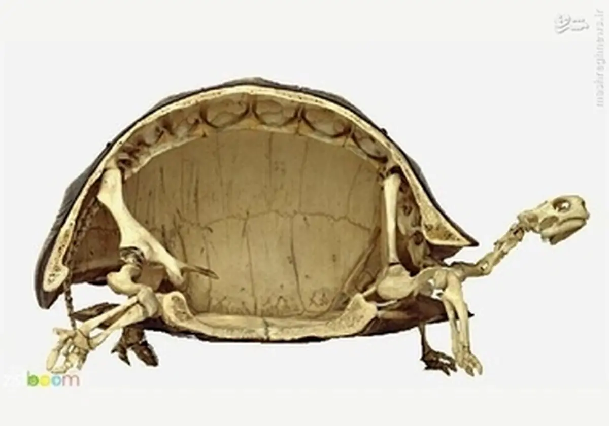 اسکلت لاک‌پشت/تصاویر