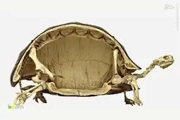 اسکلت لاک‌پشت/تصاویر