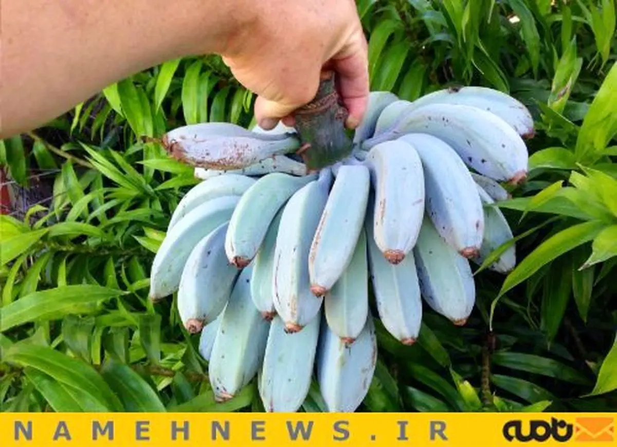 موز آبی دیده بودید؟!/ عکس