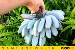 موز آبی دیده بودید؟!/ عکس