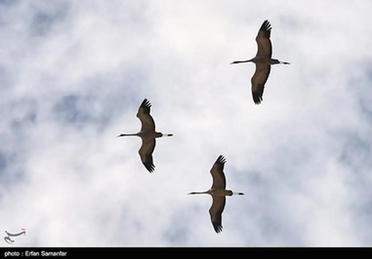 مهاجرت درنا ها به تالاب های فارس/تصاویر