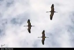 مهاجرت درنا ها به تالاب های فارس/تصاویر