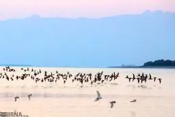 جنگل‌ زیبای حرا به روایت تصاویر