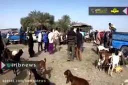 ببینید: وقتی پای پول بیشتر در میان است!