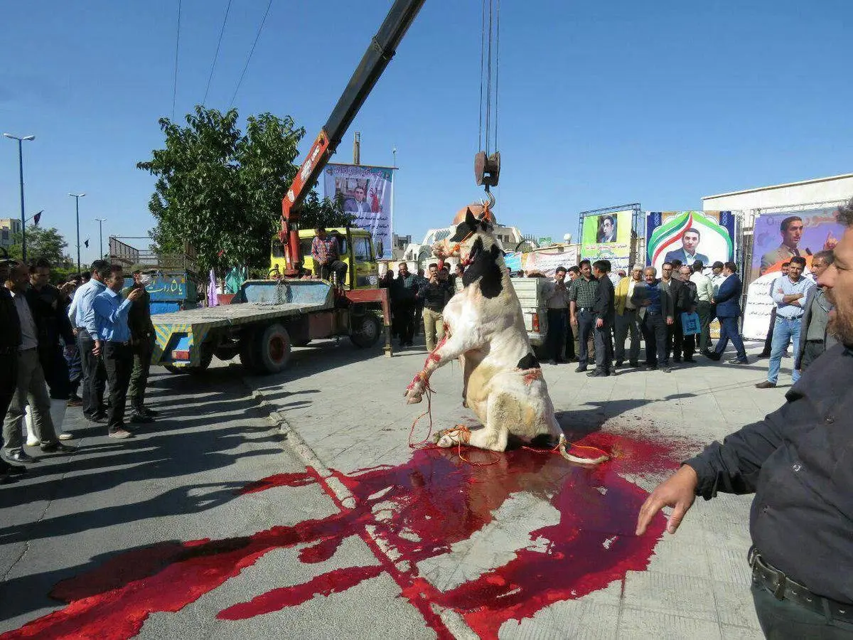 تصویری دلخراش از گاوی که برای استاندار جدید اراک کشتند/عکس