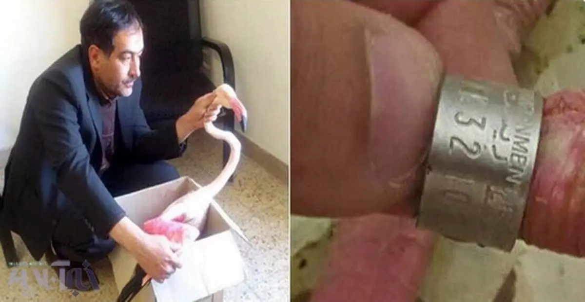 فلامینگویی که پس از ۲۸ سال به دریاچه ارومیه بازگشته بود شکار شد!