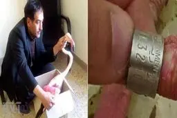 فلامینگویی که پس از ۲۸ سال به دریاچه ارومیه بازگشته بود شکار شد!