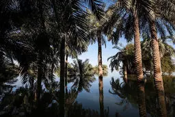 تصاویر / نخلهای خوزستان زیر آب!