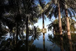تصاویر / نخلهای خوزستان زیر آب!