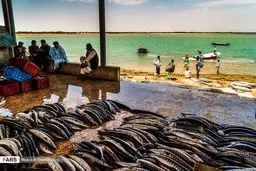 صید در سواحل مکران