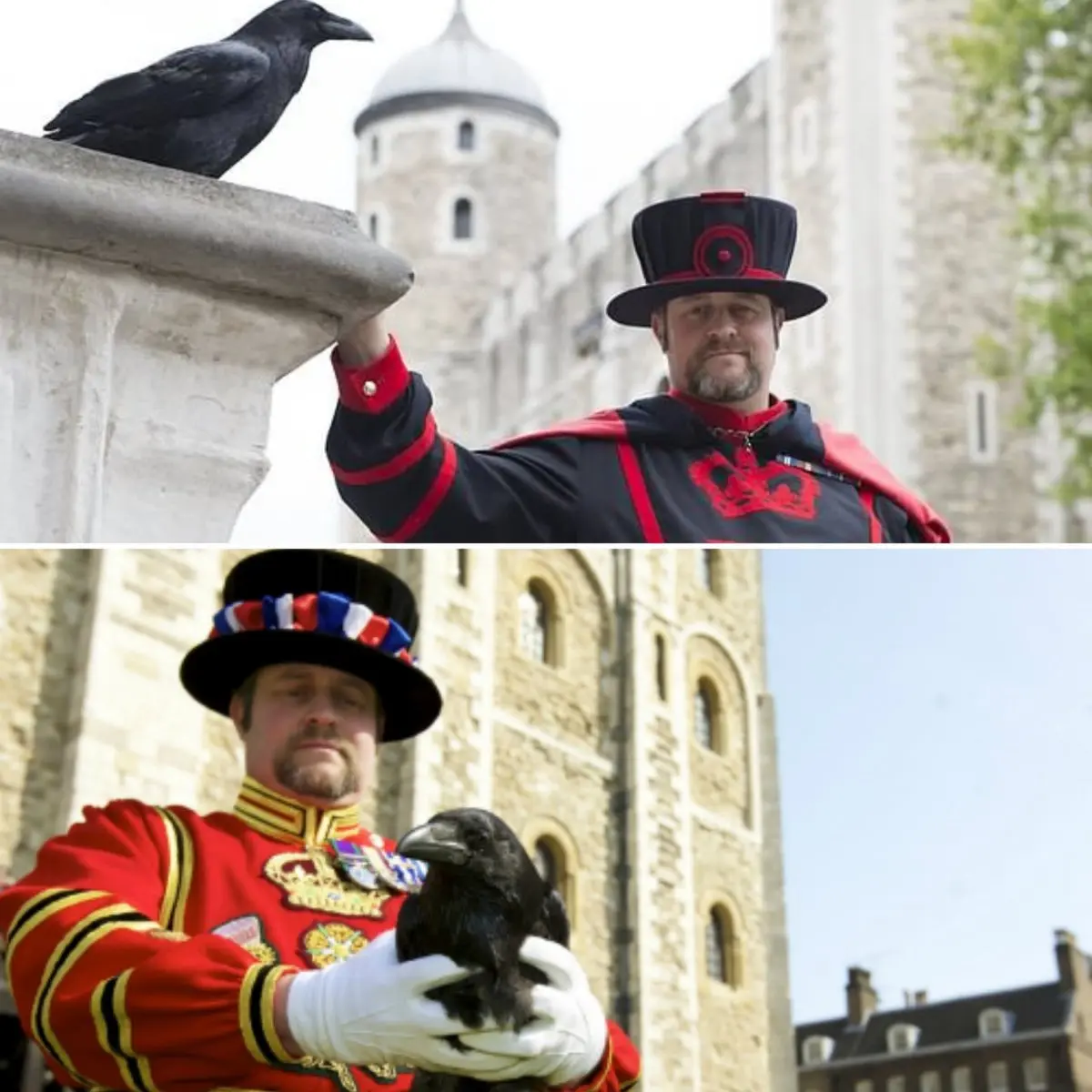 آقای کلاغ / عکس