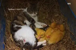 رابطه ی عاطفی گربه و جوجه اردک‌ها/تصاویر