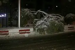 شکسته شدن چندین درخت براثر بارش برف سنگین در سنندج / عکس