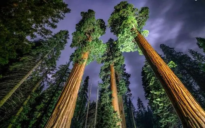 درختان غول پیکر / عکس