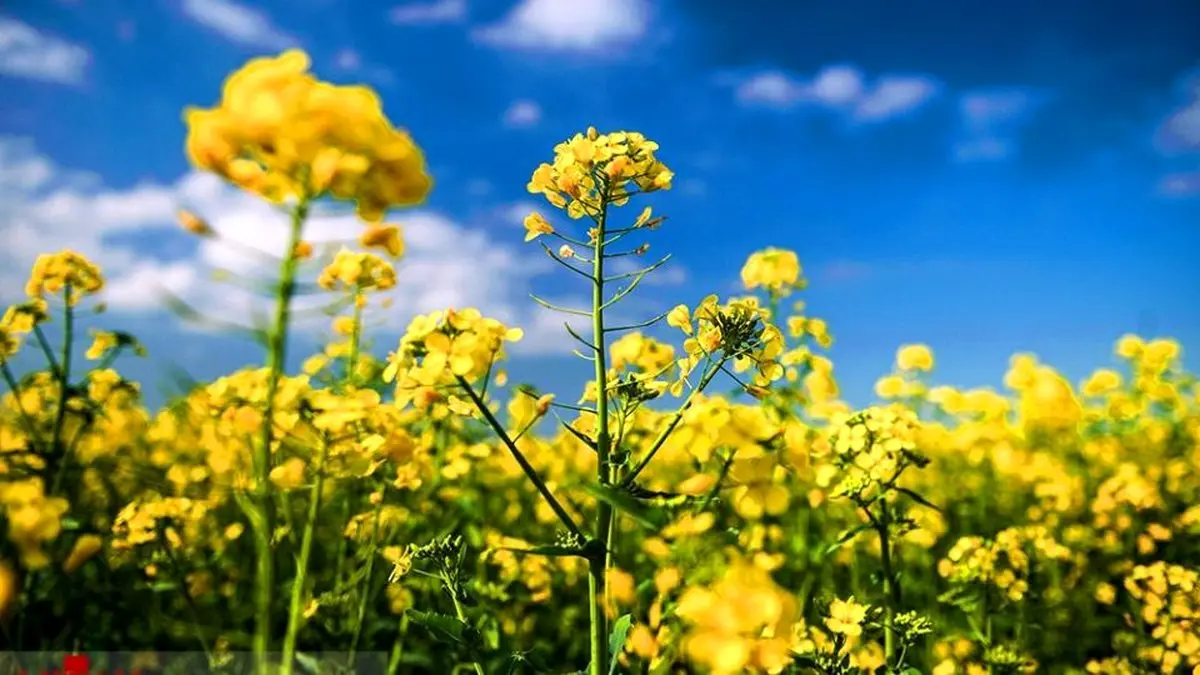 مزارع زرد رنگ کلزا - مازندران+عکس‌ها
