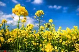 مزارع زرد رنگ کلزا - مازندران+عکس‌ها