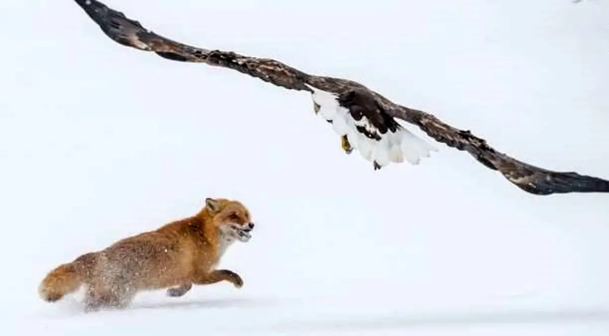 جدال بر سر یک ماهی! / تصاویر