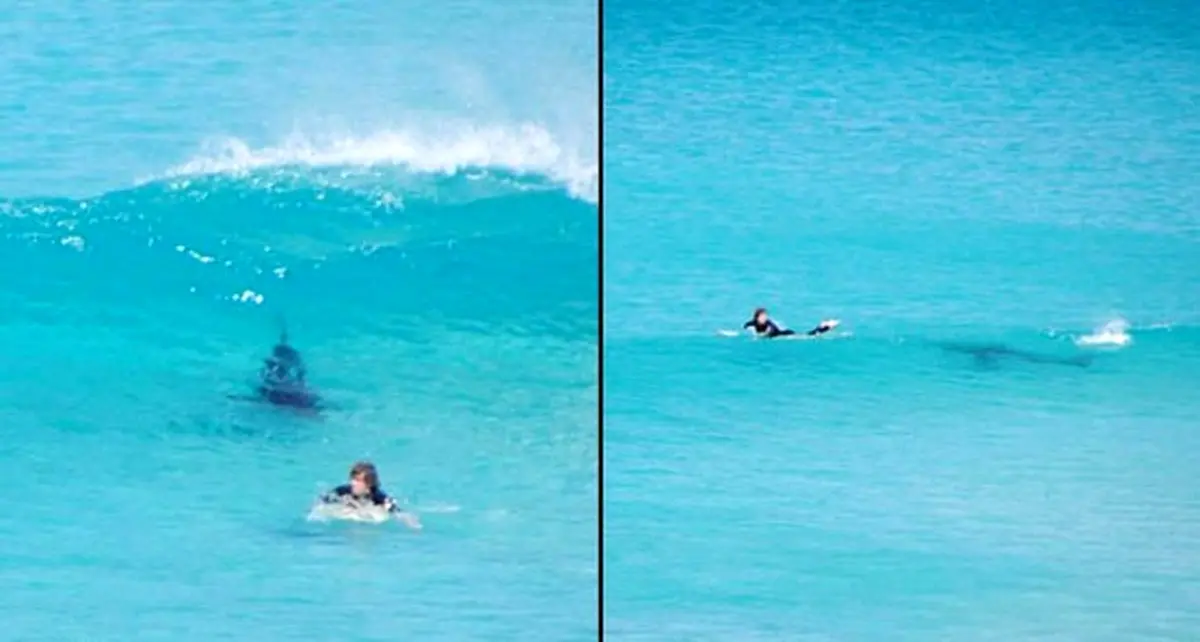 فرار از دست کوسه عصبانی /عکس