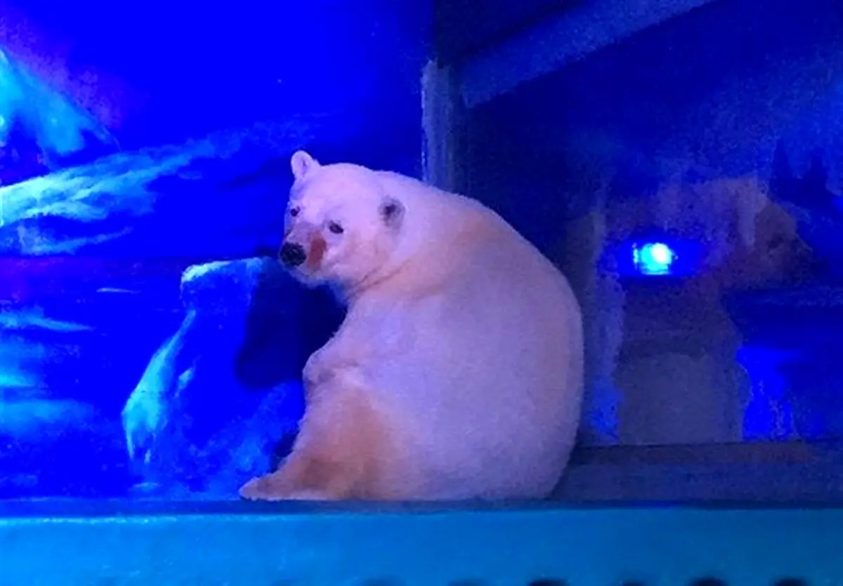 غمگین ترین خرس قطبی جهان در چین/عکس