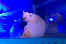 غمگین ترین خرس قطبی جهان در چین/عکس