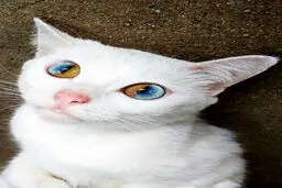 تصویری از چشم های باورنکردنی یک گربه