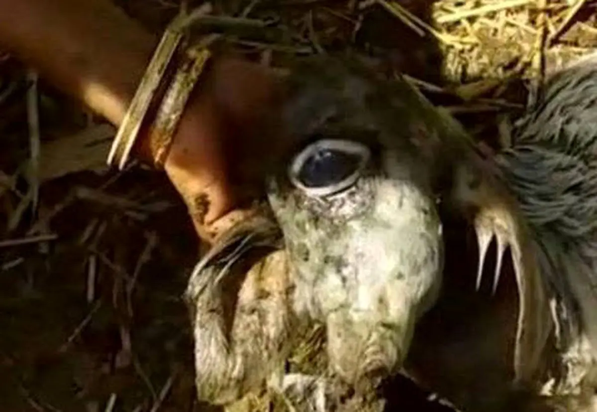 تولد موجودی مرموز و عجیب الخلقه در هندوستان + تصویر