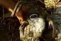 تولد موجودی مرموز و عجیب الخلقه در هندوستان + تصویر