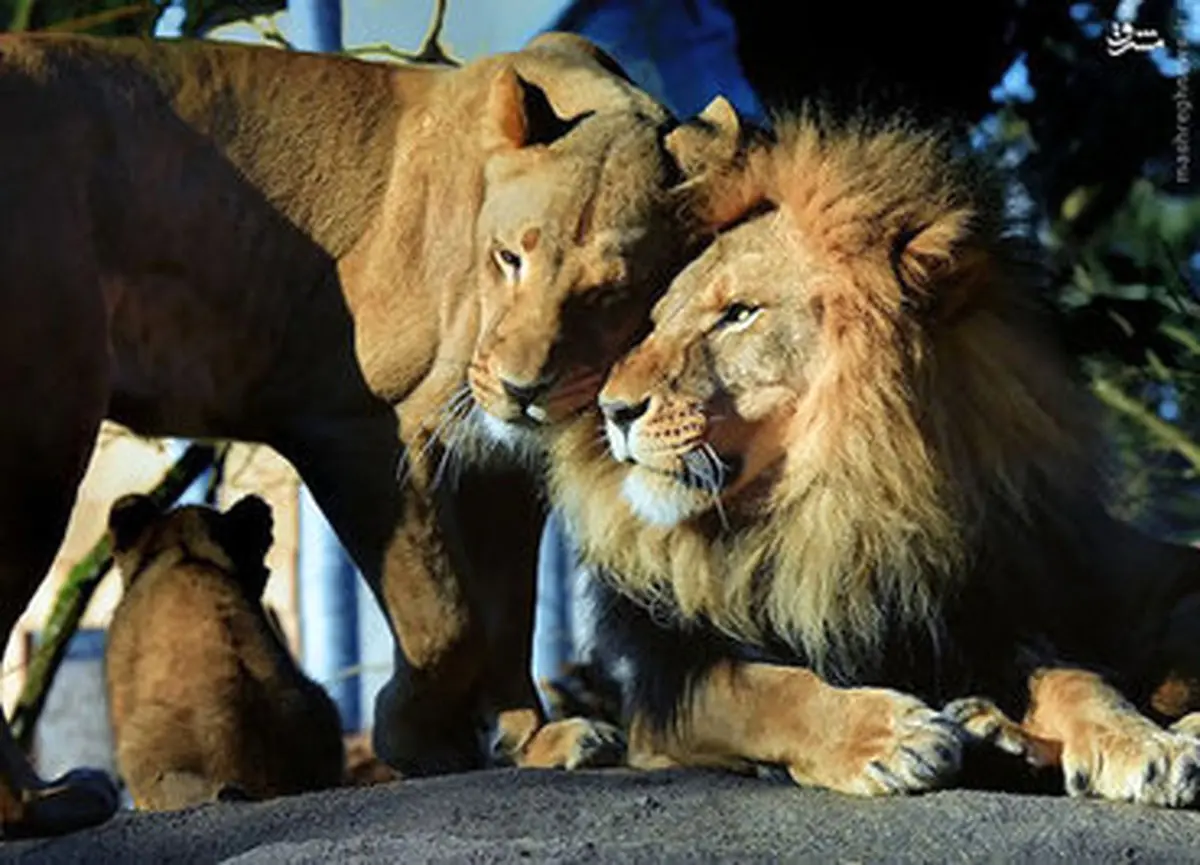 زندگی خصوصی آقا و خانم شیر/تصاویر