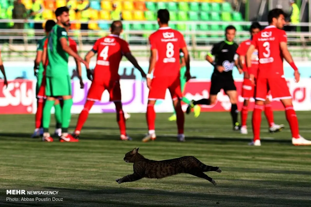 عکس: مهمان ناخوانده دیدار تیم های پرسپولیس و ذوب آهن