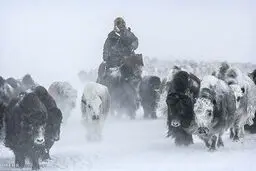 کوچ بهاری در سرمای زیر ۴۰ درجه‎/ تصاویر