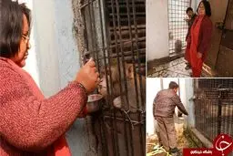 میمونی که یک شبه پولدار شد/عکس