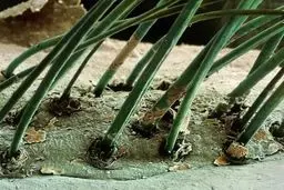 مژه انسان زیر میکروسکوپ / عکس