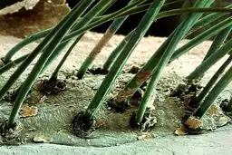 مژه انسان زیر میکروسکوپ / عکس