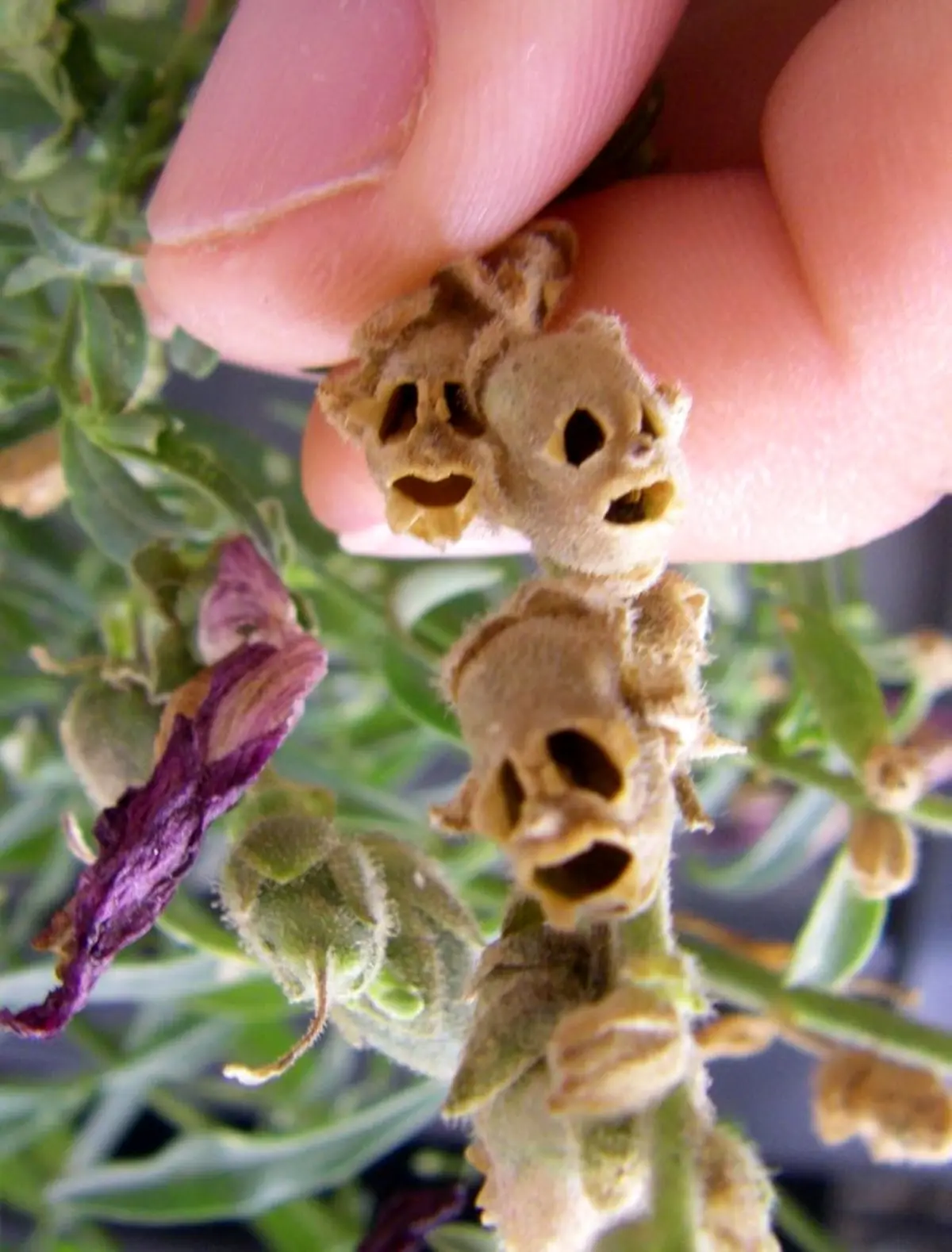 تصویره دیده نشده از گل های اسکلتی