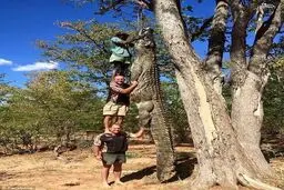شکار یک تمساح ۵متری/ عکس