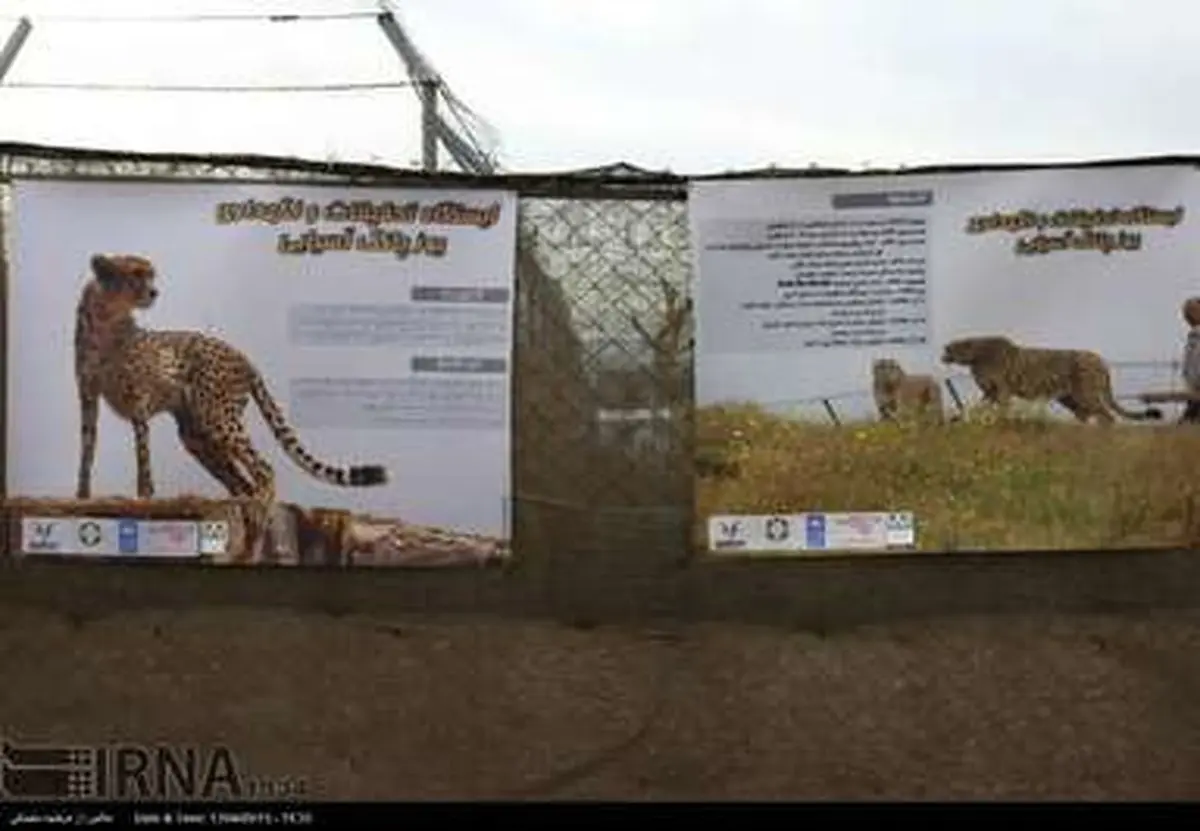 روز جهانی یوزپلنگ/تصاویر