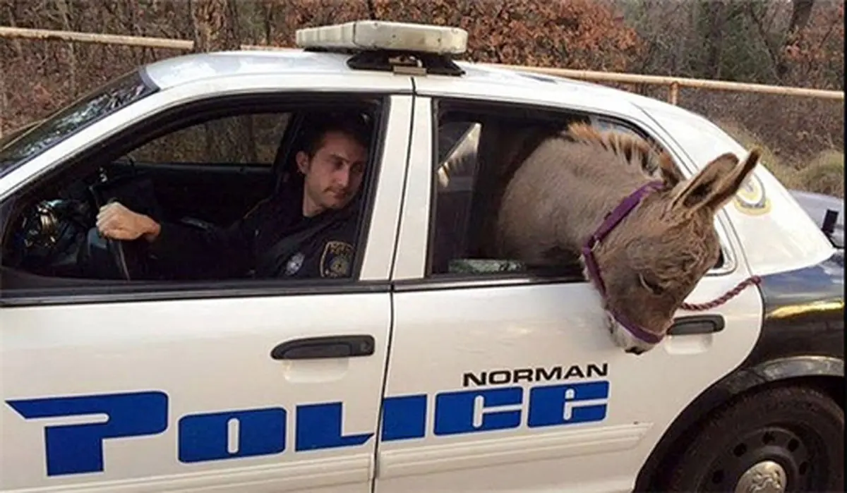 پلیس امریکا این الاغ را دستگیر کرد + عکس