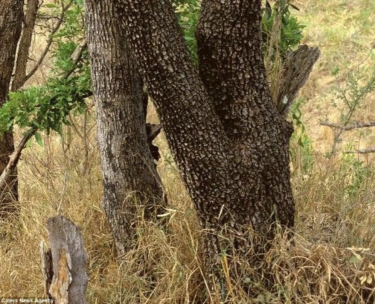 استتار جالب ببر/ عکس