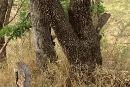 استتار جالب ببر/ عکس