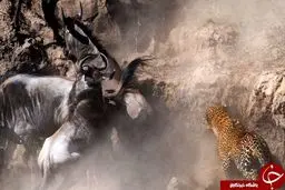 لحظه حمله مرگبار پلنگ به گله گاومیش ها +تصاویر