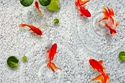 ماجرای ابتلا به کرونا با ماهی قرمز شب عید