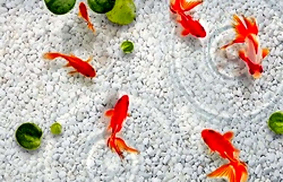 ماجرای ابتلا به کرونا با ماهی قرمز شب عید