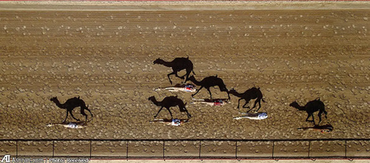 10 عکس برتر گرفته شده توسط پهپادها در سال2015 /از شترسواری در دوبی تا همبازی شدن با نهنگ