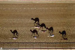 10 عکس برتر گرفته شده توسط پهپادها در سال2015 /از شترسواری در دوبی تا همبازی شدن با نهنگ