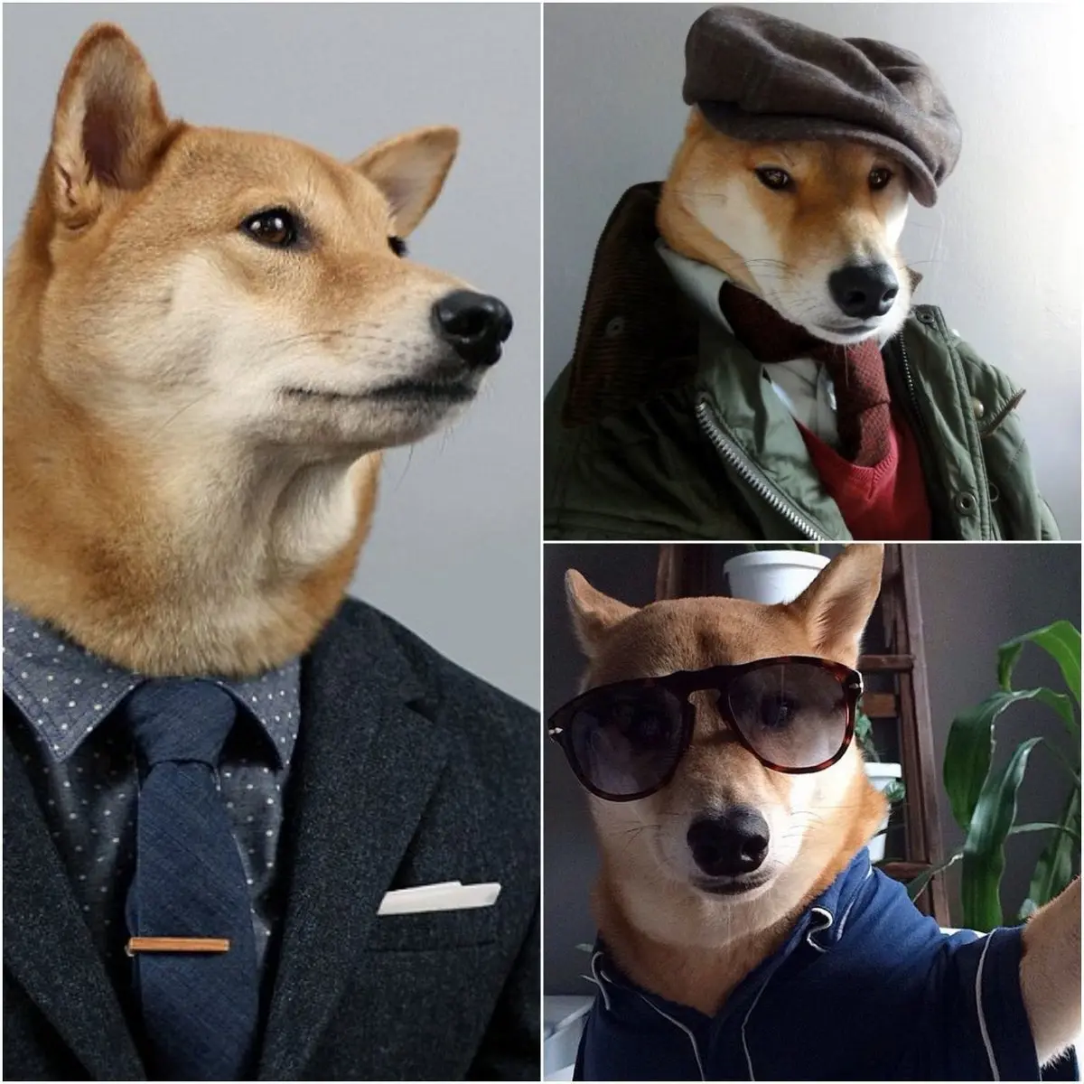 سگی که کارش مدلینگ است/عکس