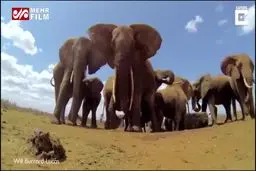 ببینید: آخرین نسل بازمانده از ماموت‌ها در افریقا کشف شدند